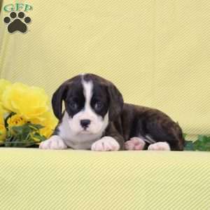 Bonnie, Boston Terrier Mix Puppy